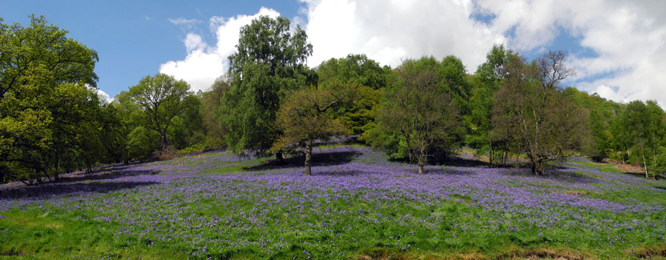 Bluebells in Riccal Dale/Photo © Arnold Underwood